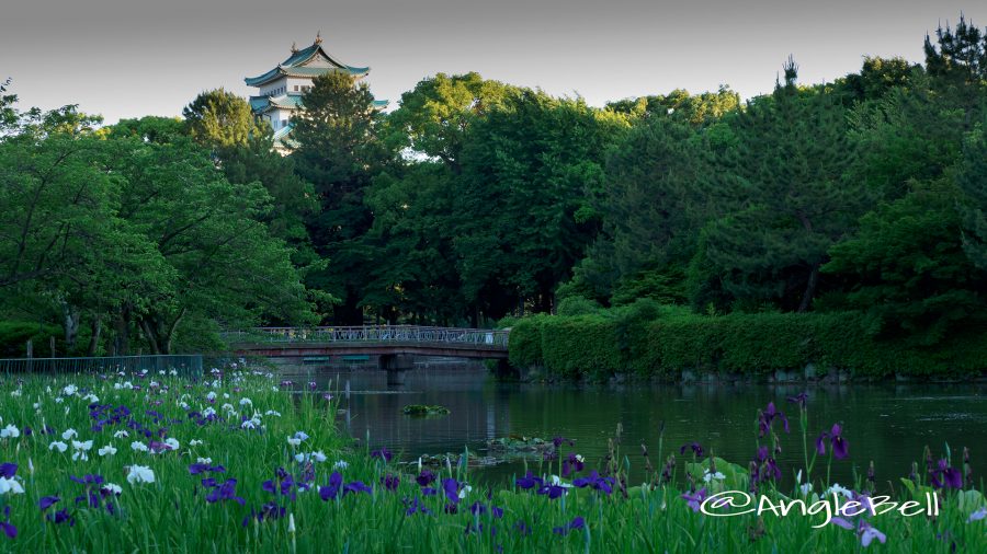 名城公園 ハナショウブ