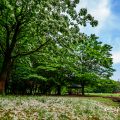 名城公園北園 ヒトツバタゴとせせらぎ亭