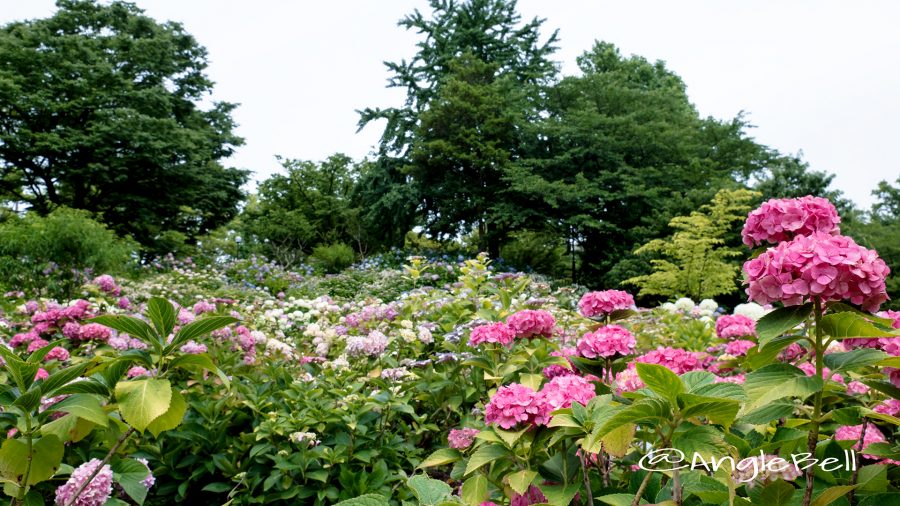 アジサイ 茶屋ヶ坂公園