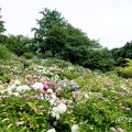 茶屋ヶ坂公園 散策の小径 紫陽花