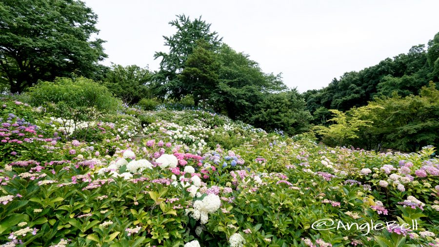 茶屋ヶ坂公園 散策の小径 紫陽花