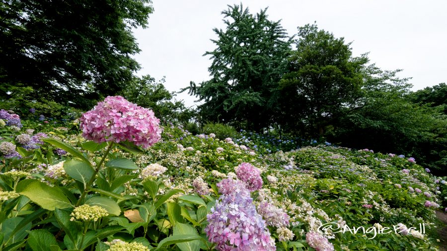 名古屋市千種区 茶屋ケ坂公園 あじさい