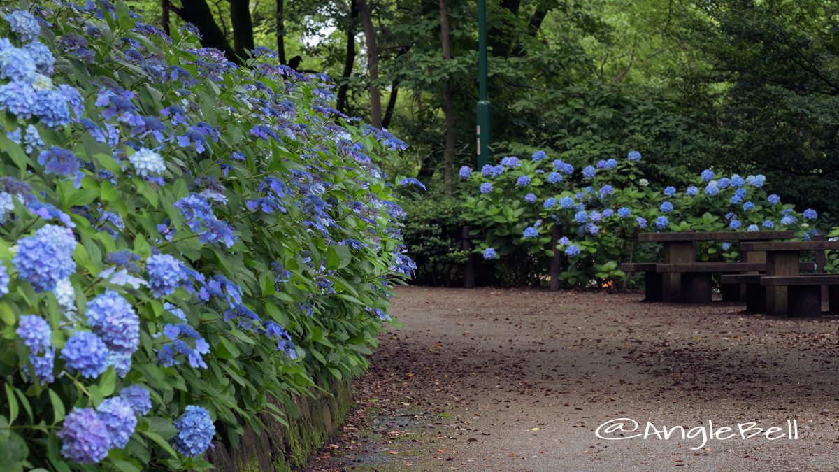 鶴舞公園 あじさいの散歩道