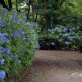 鶴舞公園 あじさいの散歩道