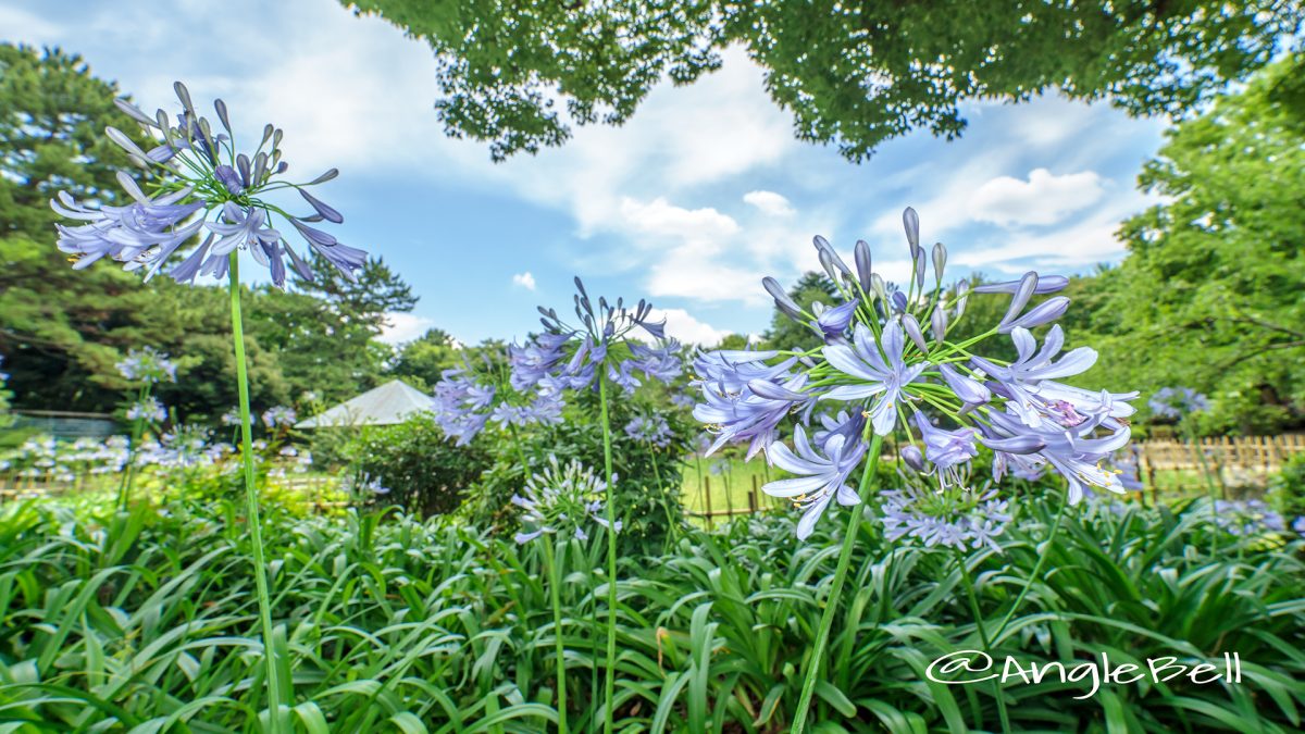 昼 鶴舞公園 菖蒲池のアガパンサス