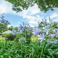 昼 鶴舞公園 菖蒲池のアガパンサス