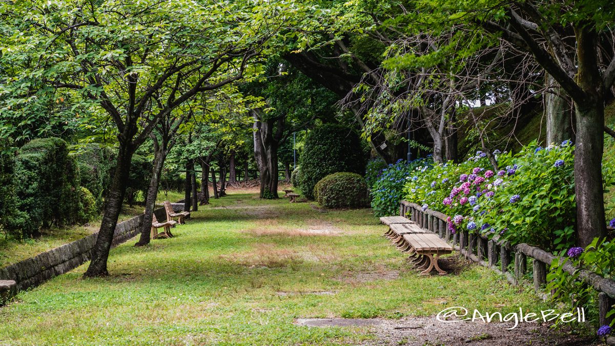 名古屋城 二之丸東庭園 アジサイ(紫陽花)