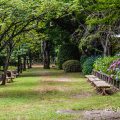 名古屋城 二之丸東庭園 アジサイ(紫陽花)