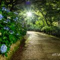 夜景 鶴舞公園 あじさいの散歩道