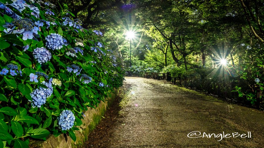 夜景 鶴舞公園 あじさいの散歩道