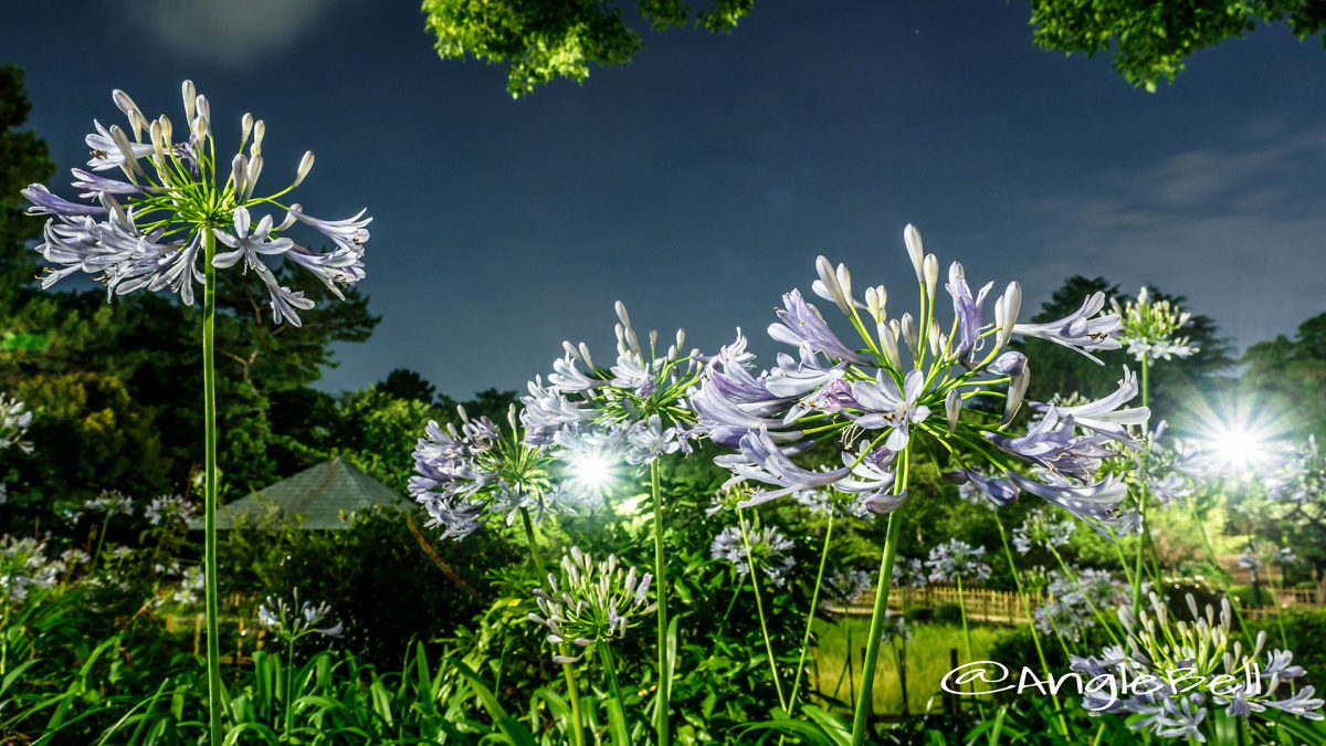 夜 鶴舞公園 菖蒲池のアガパンサス