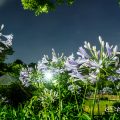 夜 鶴舞公園 菖蒲池のアガパンサス