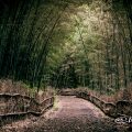 大高緑地 竹林散策路