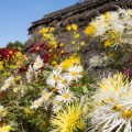 名古屋城 菊花大会2016