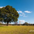 庄内緑地公園 芝生広場のケヤキと時計塔