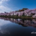 荒子川公園 桜2016