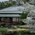 白鳥庭園 茶室 清羽亭と桜