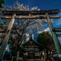 三ツ鳥居 大須 三輪神社の淡墨桜(夜桜)