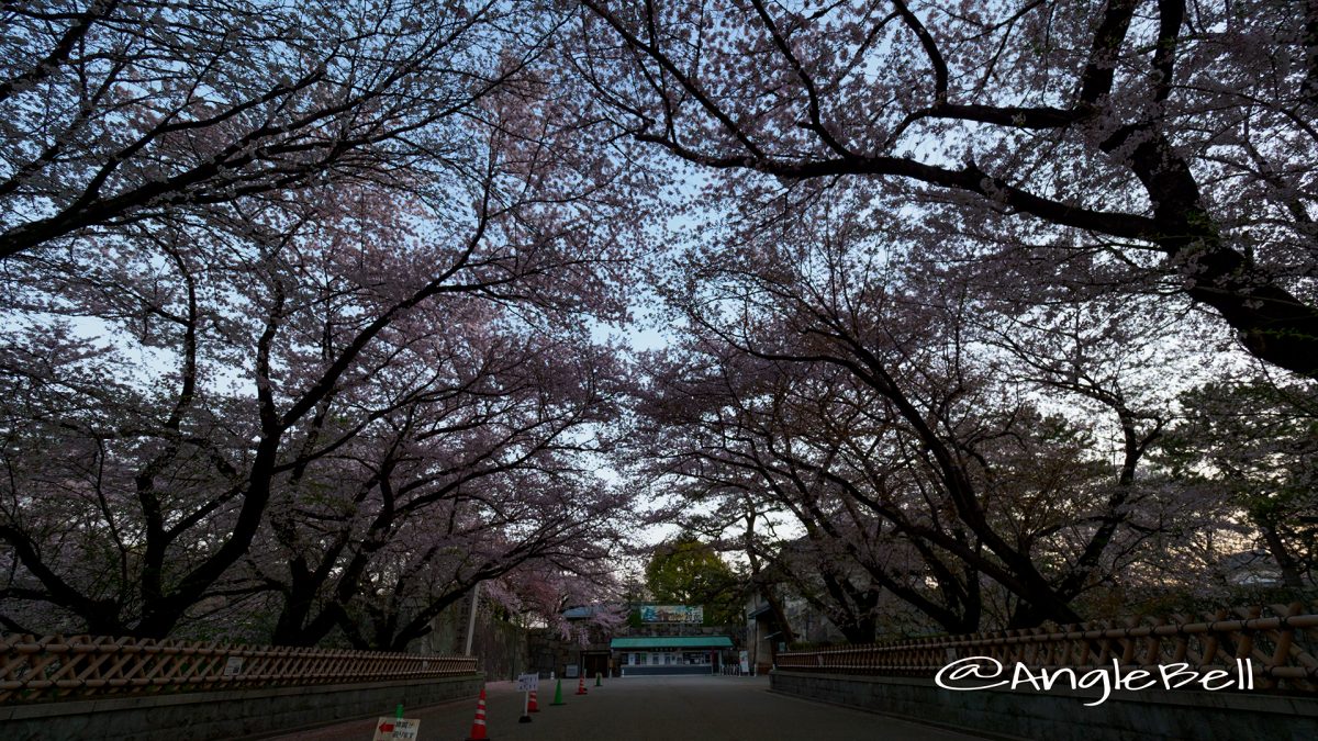 早朝 名古屋城正門の桜