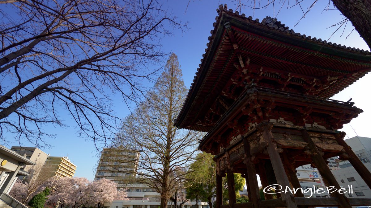 本願寺名古屋別院 鐘楼とメタセコイア大木