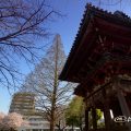 本願寺名古屋別院 鐘楼とメタセコイア大木