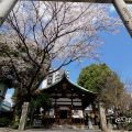 大須 三輪神社の淡墨桜と三ツ鳥居