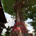 大須 三輪神社 縁結びの木
