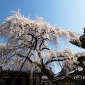 犬山 圓明寺 しだれ桜