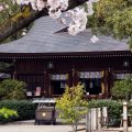 名古屋総鎮守 若宮八幡社と桜