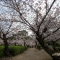 鶴舞公園 台座跡と桜