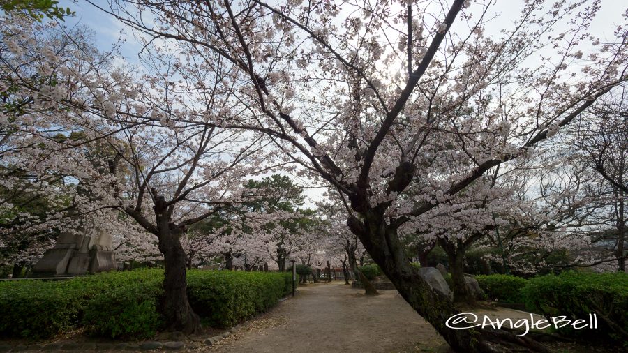 鶴舞公園 台座跡と桜