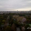 鶴舞公園 桜 2017