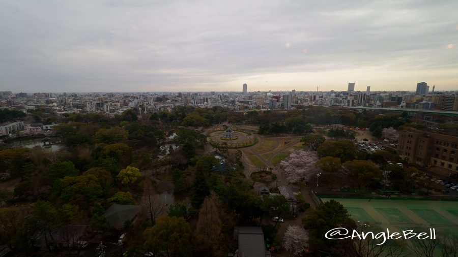 鶴舞公園 桜 2017