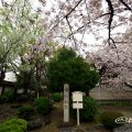 古渡城跡碑と桜