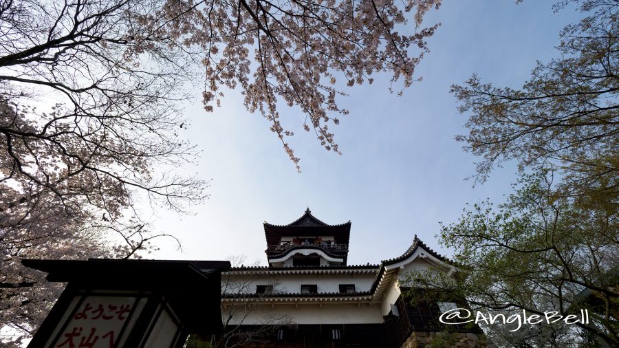 犬山城天守閣と桜