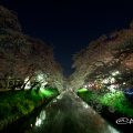 愛知県岩倉市 五条川の桜並木 ライトアップ