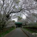 名古屋城 二之丸大手二之門 桜