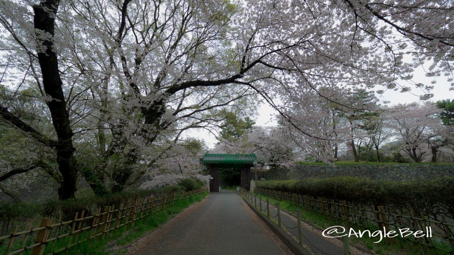 名古屋城 二之丸大手二之門 桜