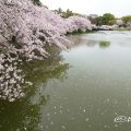 御深井西橋から見る御深井池(おふけ池) SAKURA