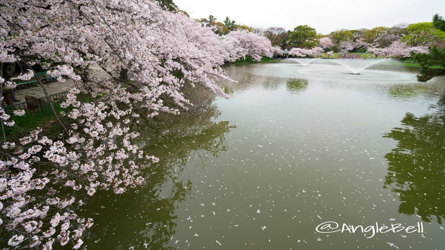 御深井西橋から見る御深井池(おふけ池) SAKURA