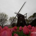 名城公園 チューリップと菜の花とオランダ風車