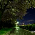 熱田区堀川沿い遊歩道と夜桜