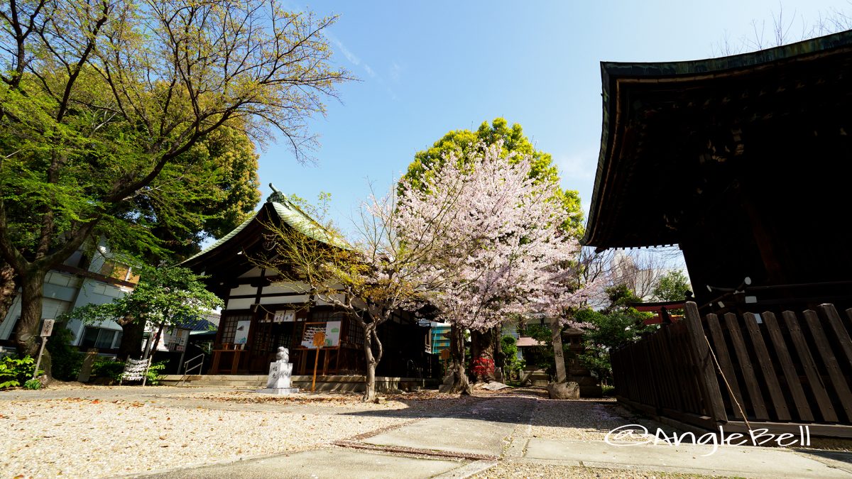 大須 三輪神社 淡墨桜の木と桜