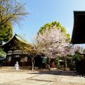 大須 三輪神社 淡墨桜の木と桜