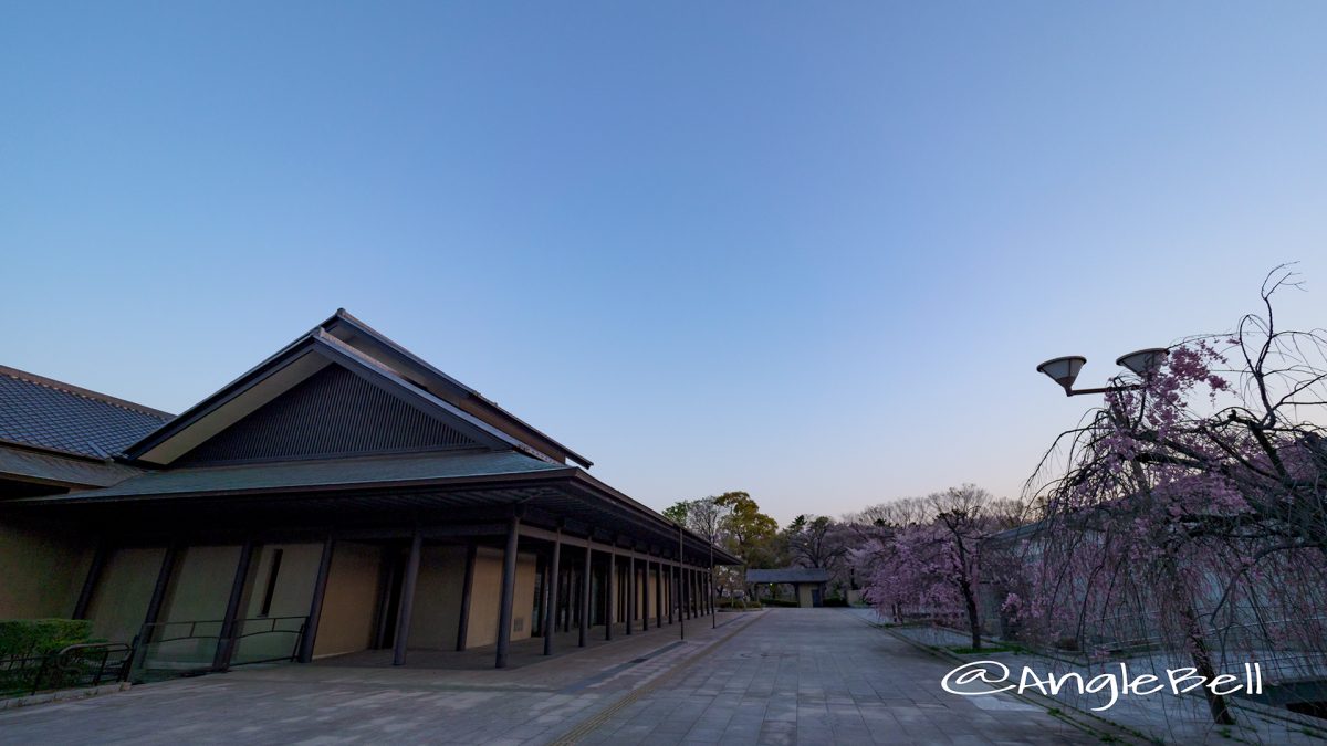 名古屋能楽堂前 しだれ桜