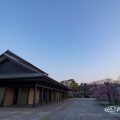 名古屋能楽堂前 しだれ桜