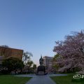 後ろ姿 加藤清正像と桜 名城公園