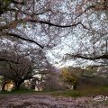 名城公園 彫刻の庭