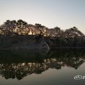 早朝 名古屋城 城西 外堀の石垣 桜と水景