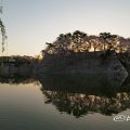 早朝 名古屋城 西之丸外堀と御深井丸の石垣 桜と水景